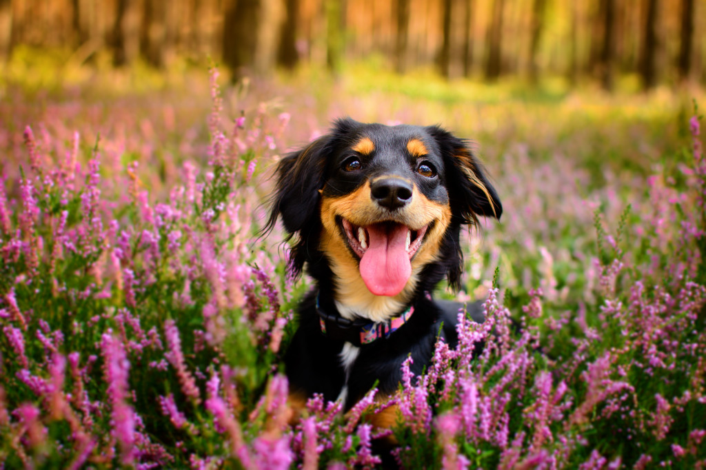 Plebiscyt Gwarka Superzwierzaki w obiektywie