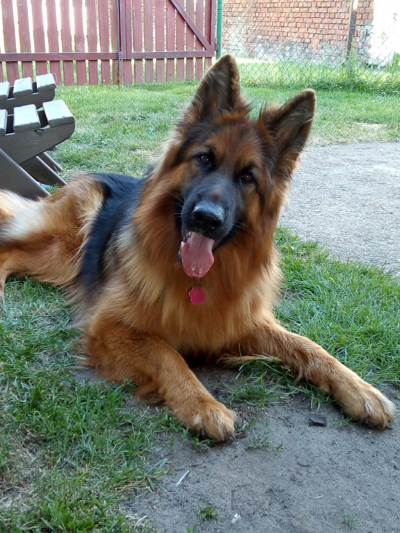 Plebiscyt Gwarka Superzwierzaki w obiektywie