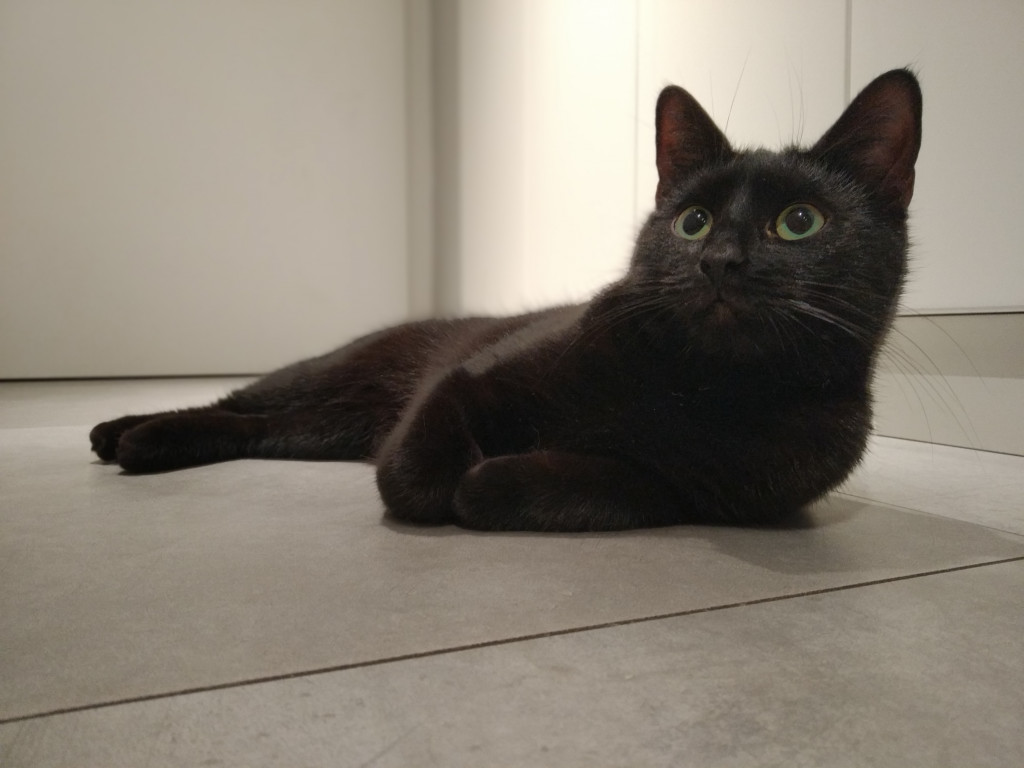 Plebiscyt Gwarka Superzwierzaki w obiektywie