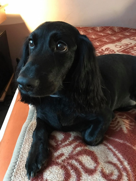 Plebiscyt Gwarka Superzwierzaki w obiektywie