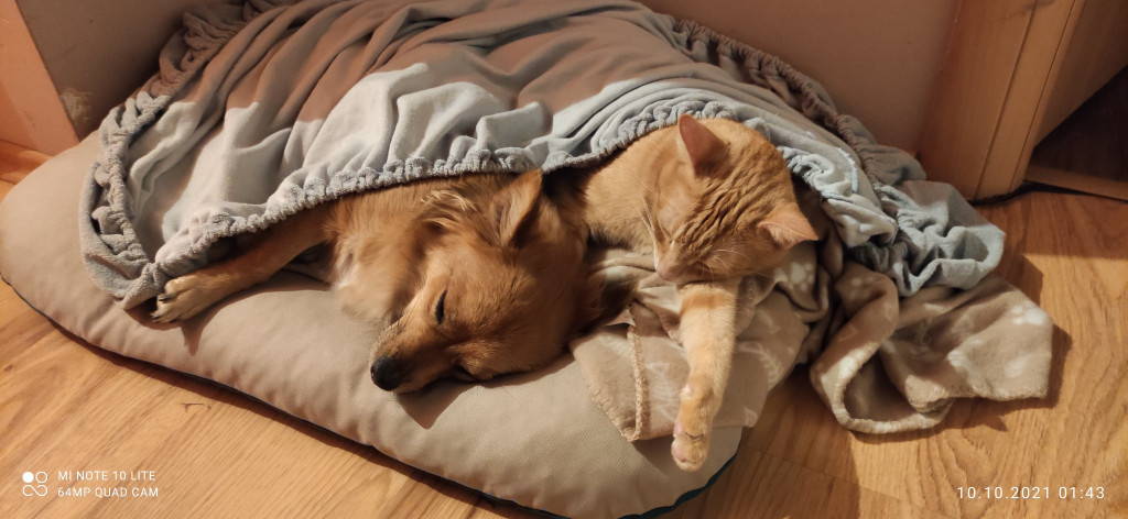 Plebiscyt Gwarka Superzwierzaki w obiektywie