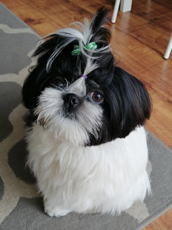 Plebiscyt Gwarka Superzwierzaki w obiektywie