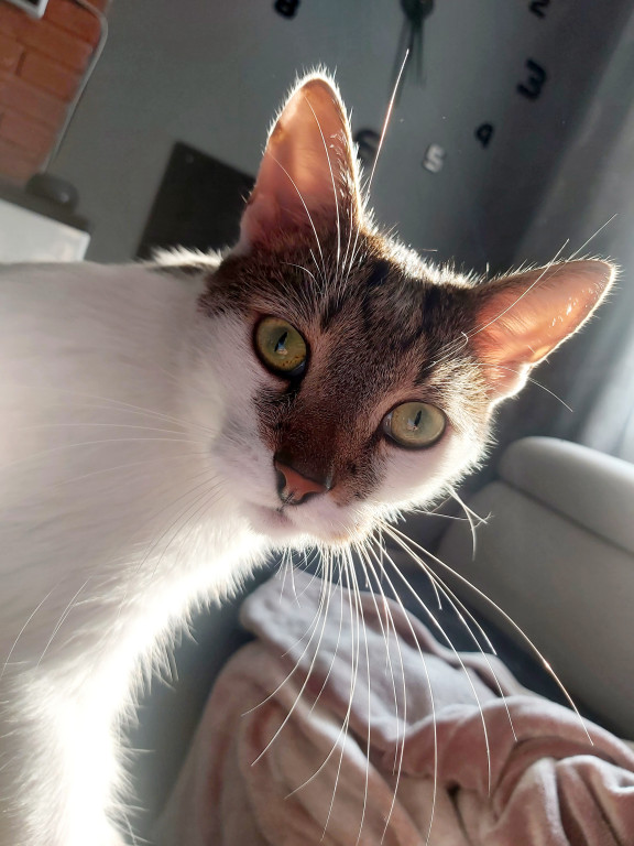 Plebiscyt Gwarka Superzwierzaki w obiektywie