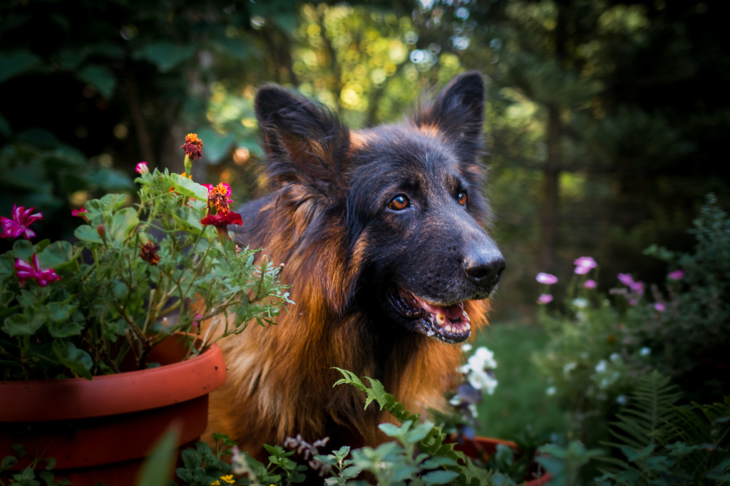 Plebiscyt Gwarka Superzwierzaki w obiektywie
