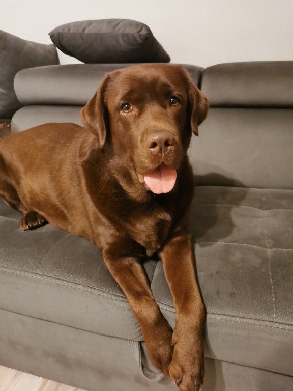 Plebiscyt Gwarka Superzwierzaki w obiektywie