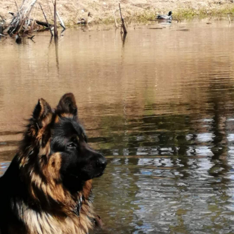 Plebiscyt Gwarka Superzwierzaki w obiektywie