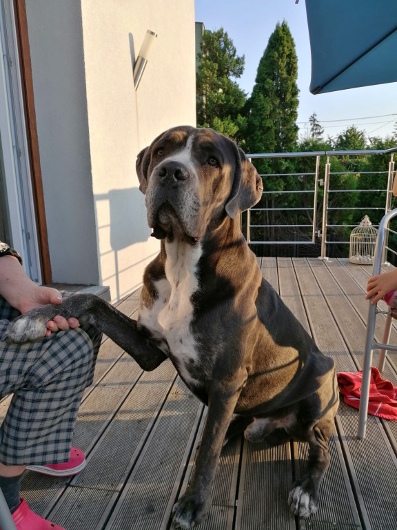 Plebiscyt Gwarka Superzwierzaki w obiektywie