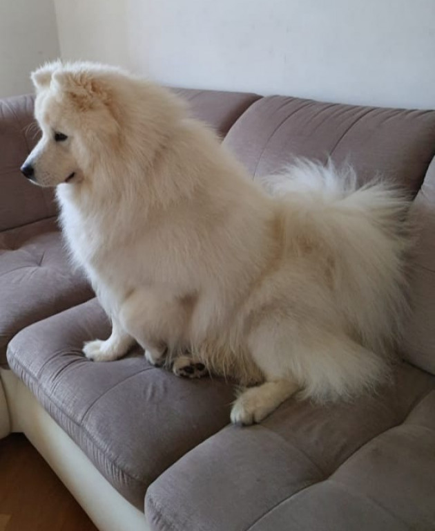 Plebiscyt Gwarka Superzwierzaki w obiektywie