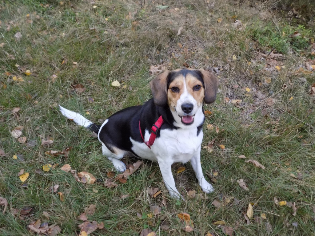 Plebiscyt Gwarka Superzwierzaki w obiektywie