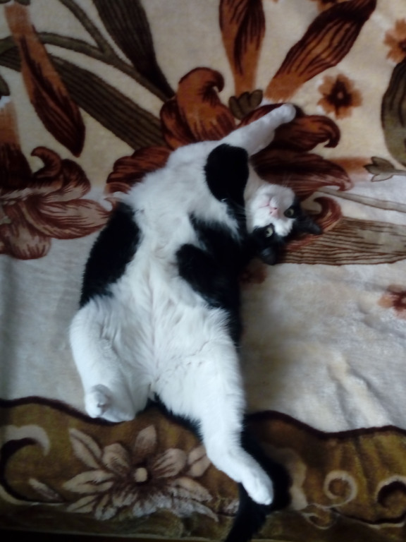 Plebiscyt Gwarka Superzwierzaki w obiektywie