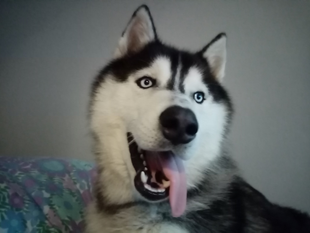 Plebiscyt Gwarka Superzwierzaki w obiektywie