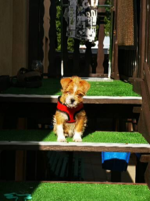 Plebiscyt Gwarka Superzwierzaki w obiektywie