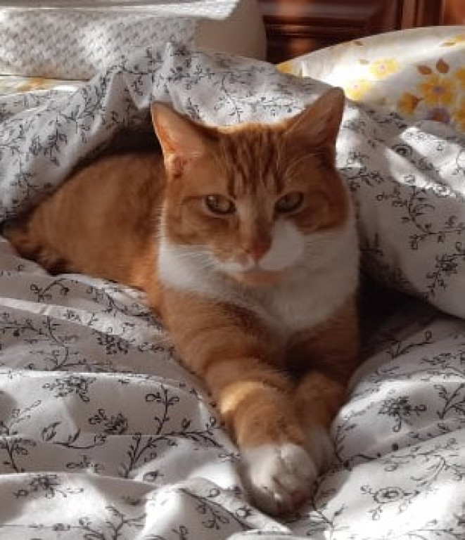 Plebiscyt Gwarka Superzwierzaki w obiektywie