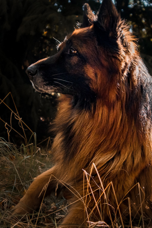 Plebiscyt Gwarka Superzwierzaki w obiektywie