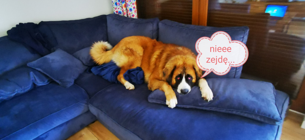 Plebiscyt Gwarka Superzwierzaki w obiektywie