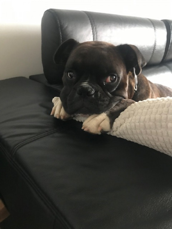 Plebiscyt Gwarka Superzwierzaki w obiektywie