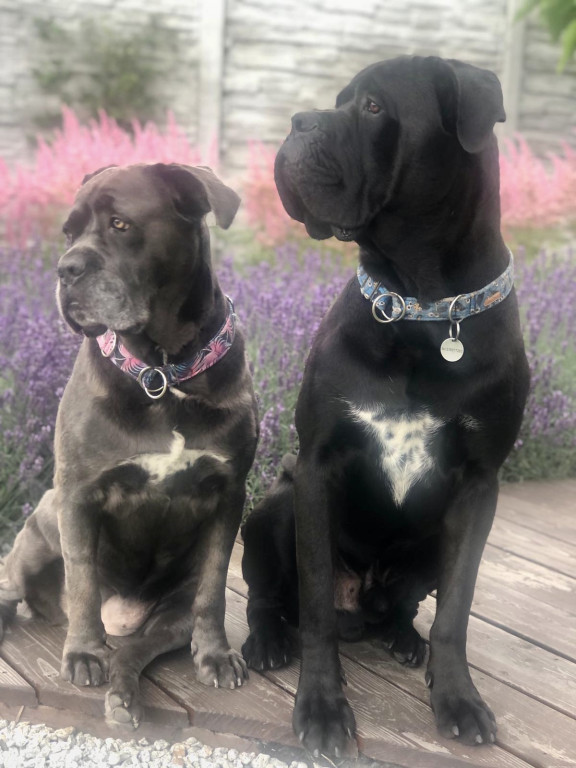 Plebiscyt Gwarka Superzwierzaki w obiektywie