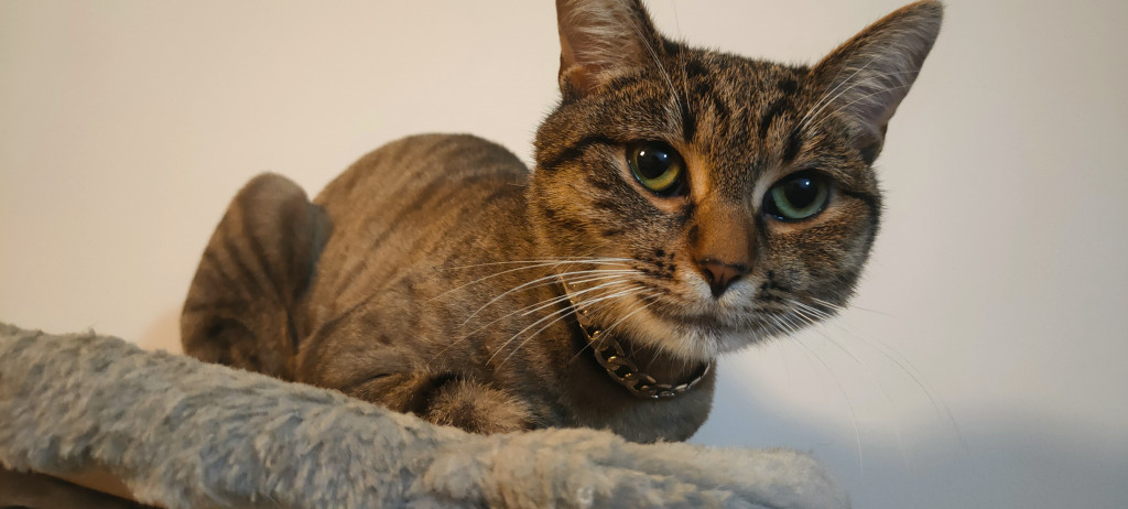 Plebiscyt Gwarka Superzwierzaki w obiektywie