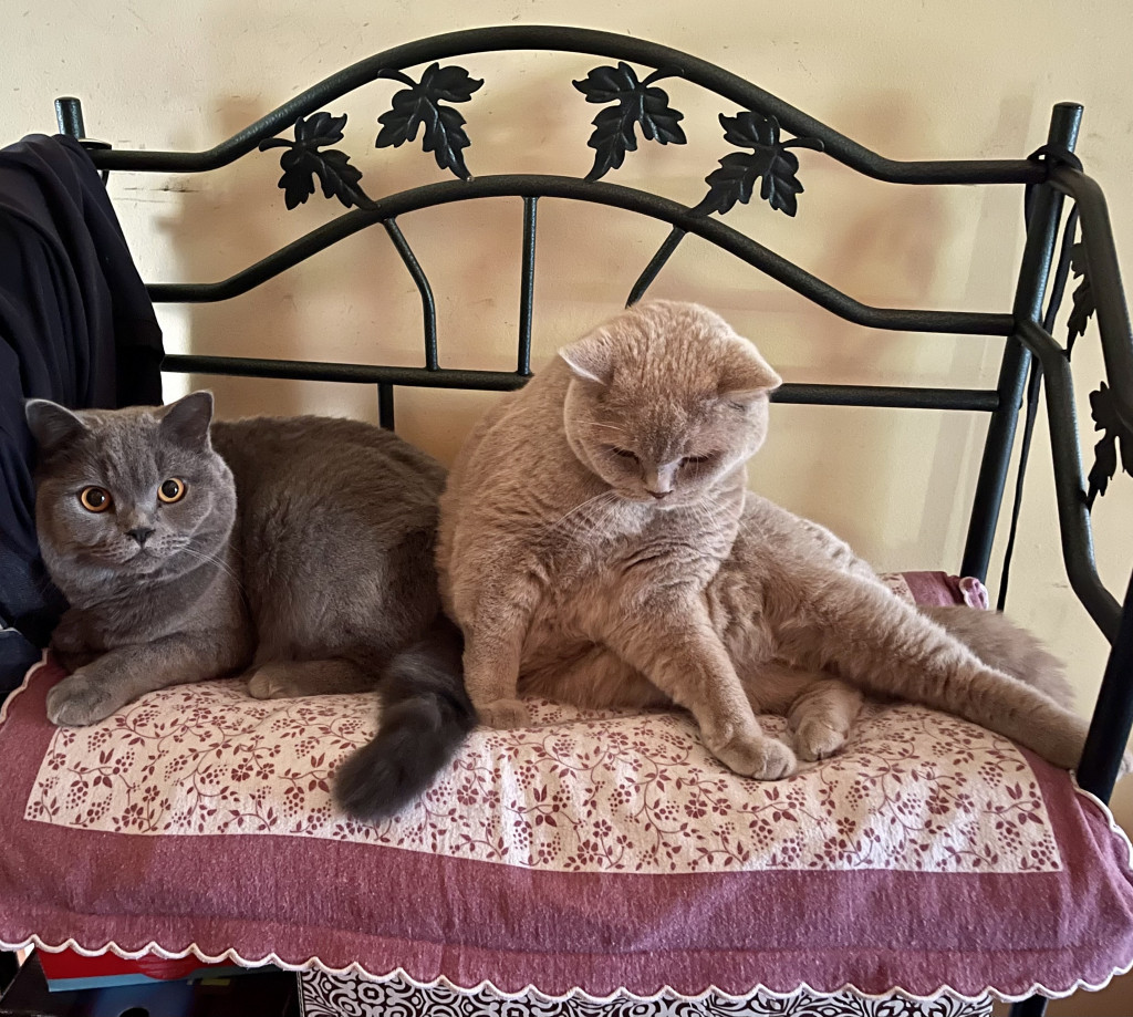 Plebiscyt Gwarka Superzwierzaki w obiektywie