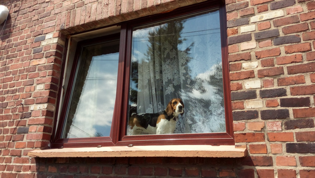 Plebiscyt Gwarka Superzwierzaki w obiektywie