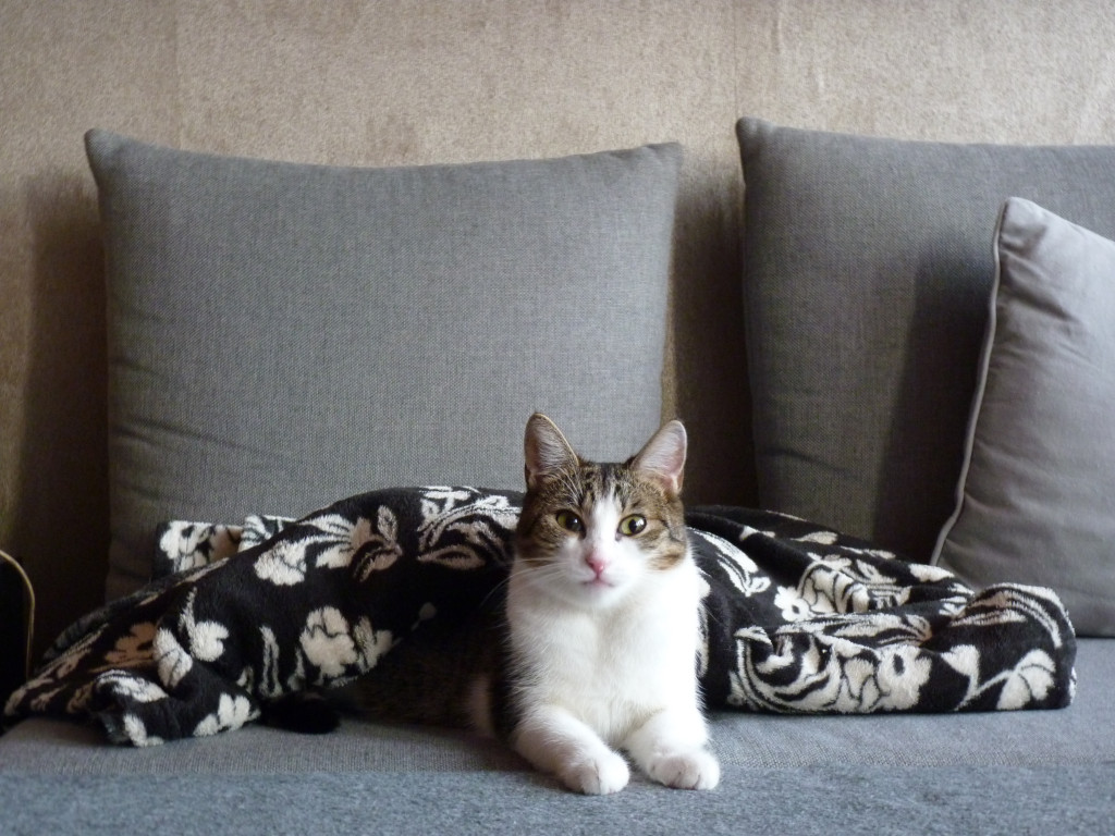 Plebiscyt Gwarka Superzwierzaki w obiektywie