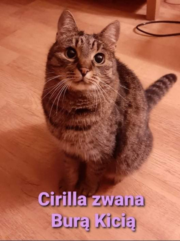 Plebiscyt Gwarka Superzwierzaki w obiektywie