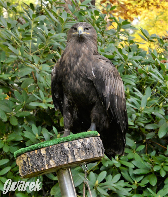 Hubertus 2021 w Świerklańcu