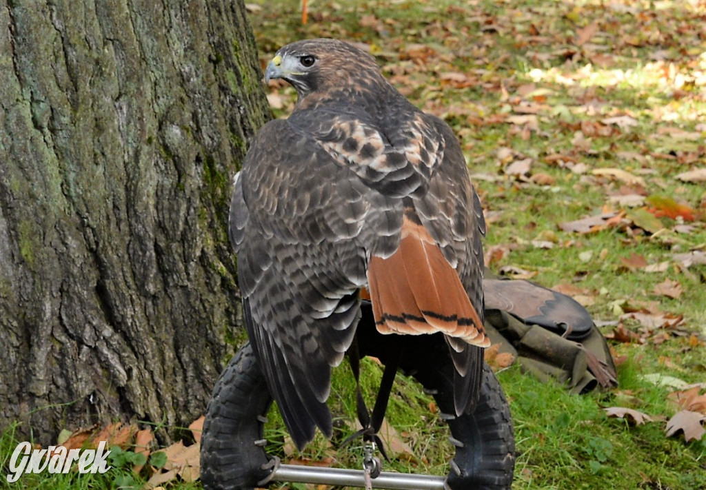 Hubertus 2021 w Świerklańcu