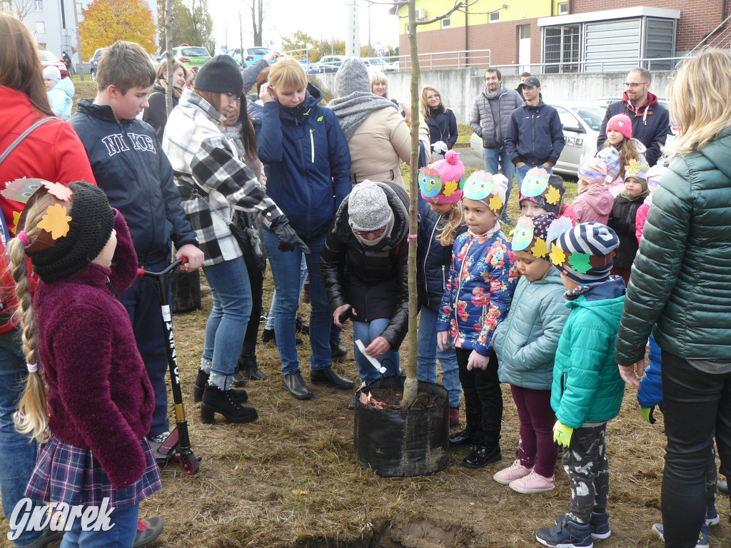 Osada Jana. Sadzenie drzew na skwerze przy Fiołków