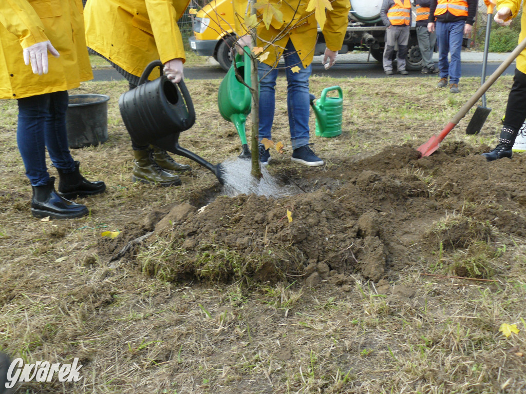 Osada Jana. Sadzenie drzew na skwerze przy Fiołków