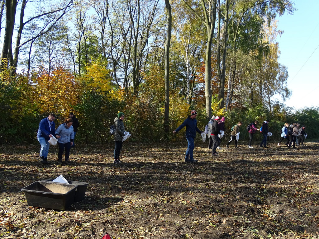 Kwietne łąki w Reptach Śląskich i Radzionkowie