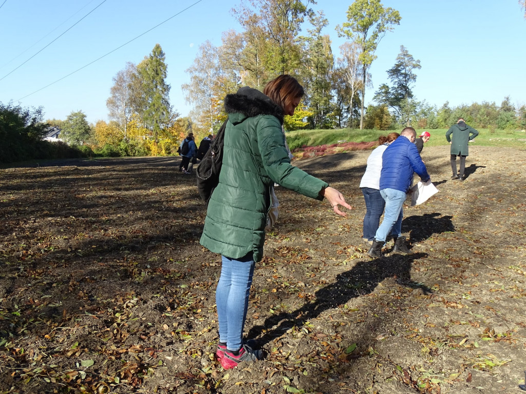 Kwietne łąki w Reptach Śląskich i Radzionkowie