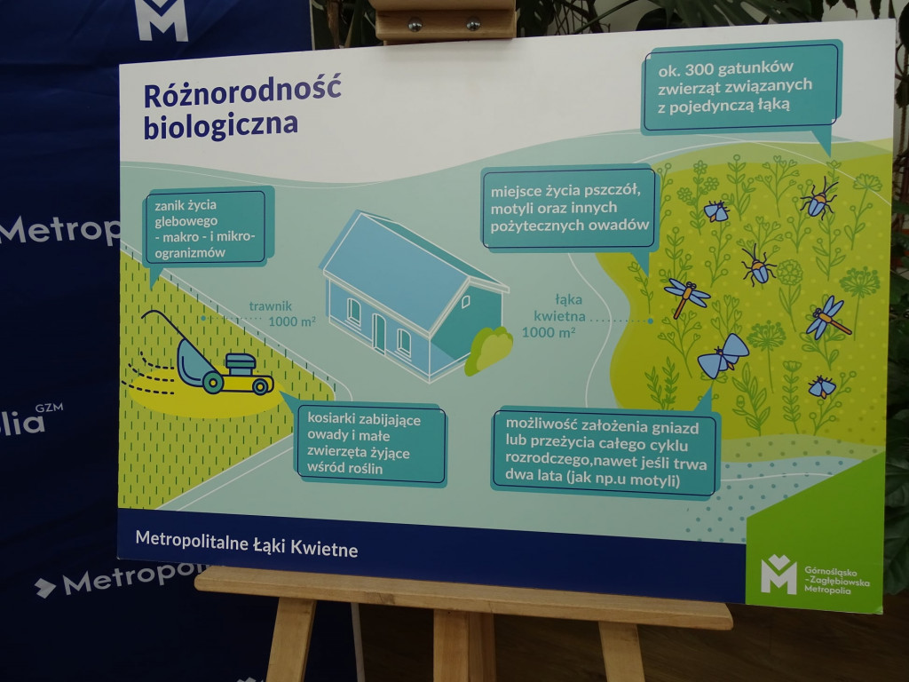 Kwietne łąki w Reptach Śląskich i Radzionkowie