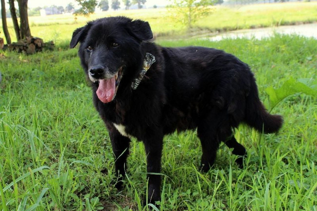 Przezimuj psiaka ze schroniska!