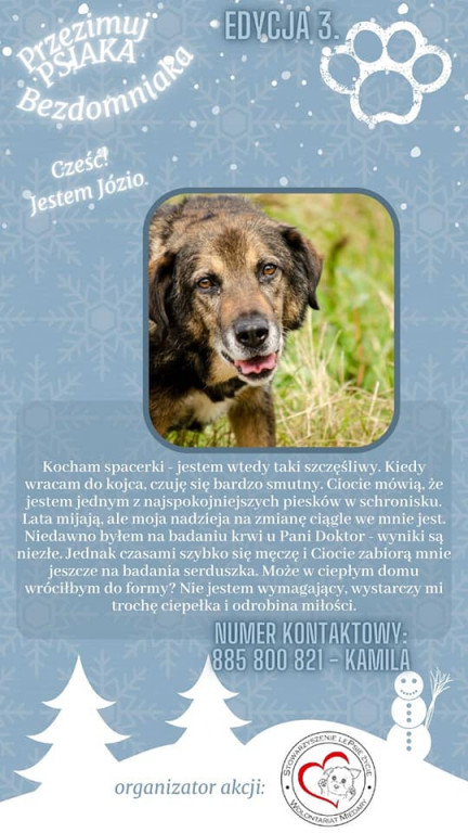 Przezimuj psiaka ze schroniska!
