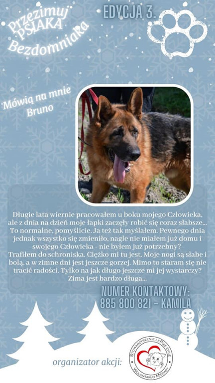 Przezimuj psiaka ze schroniska!