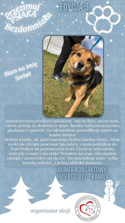 Przezimuj psiaka ze schroniska!