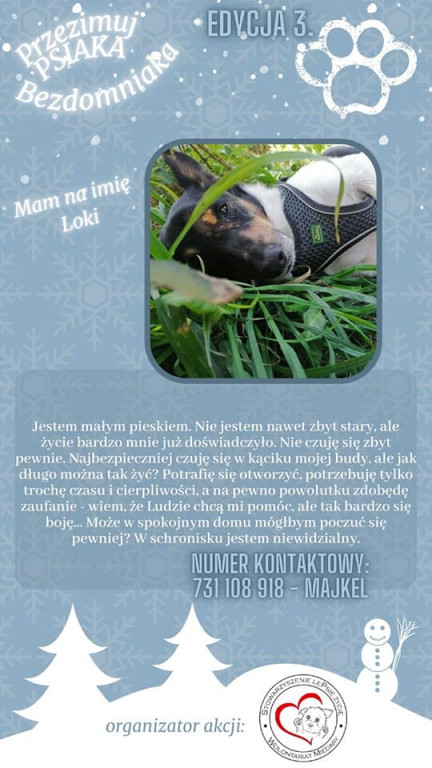 Przezimuj psiaka ze schroniska!
