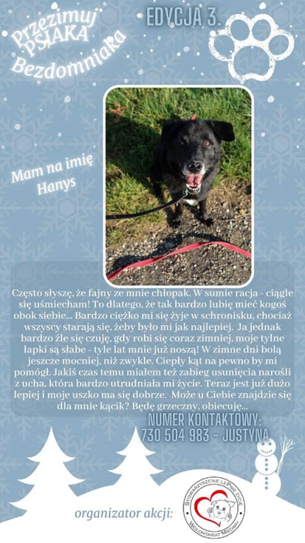 Przezimuj psiaka ze schroniska!