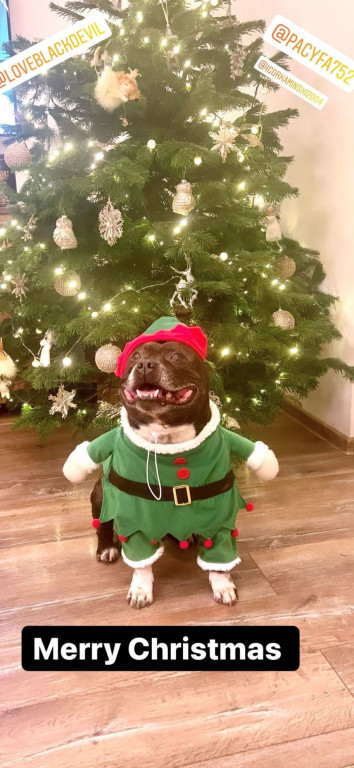 Plebiscyt na najładniejszą świąteczną dekorację