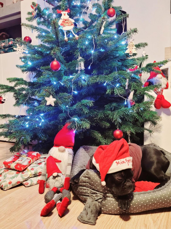 Plebiscyt na najładniejszą świąteczną dekorację