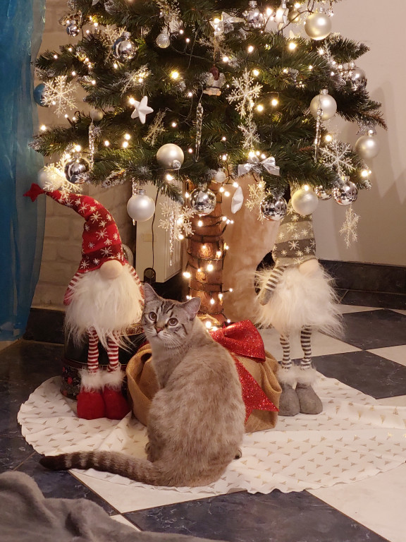 Plebiscyt na najładniejszą świąteczną dekorację