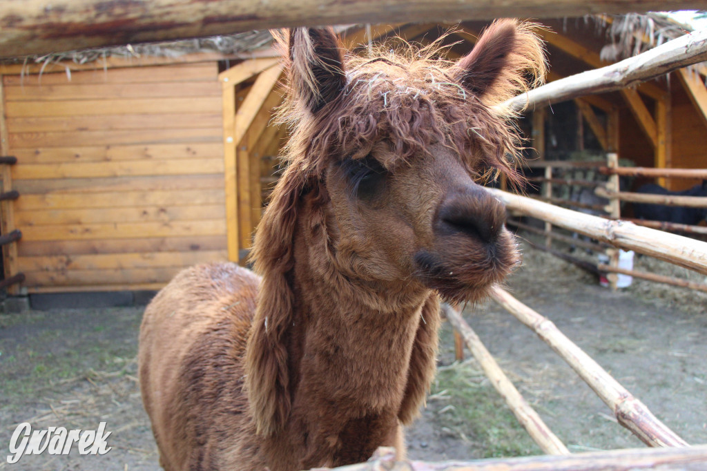 Żywa szopka w Świniowicach