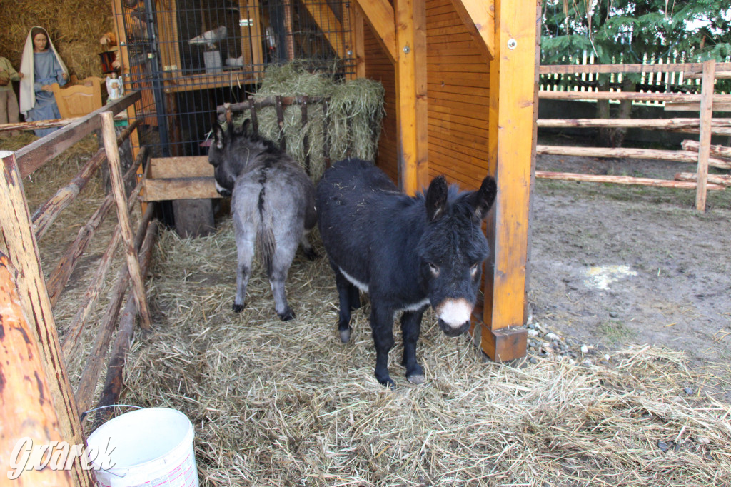 Żywa szopka w Świniowicach