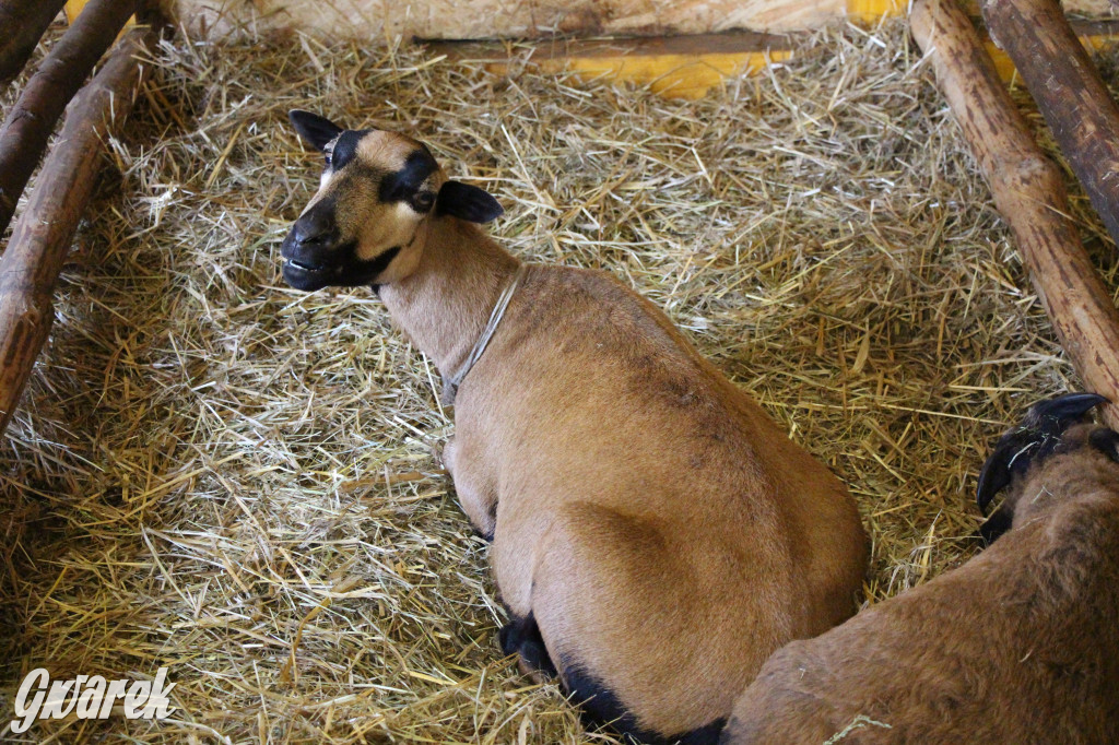 Żywa szopka w Świniowicach