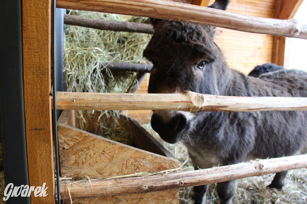 Żywa szopka w Świniowicach