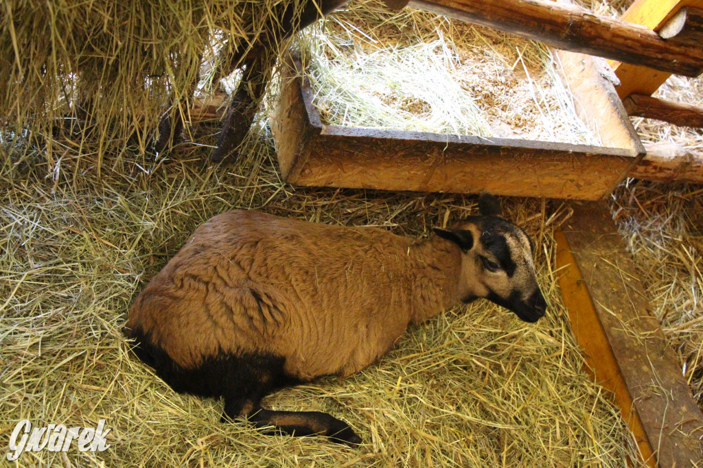 Żywa szopka w Świniowicach