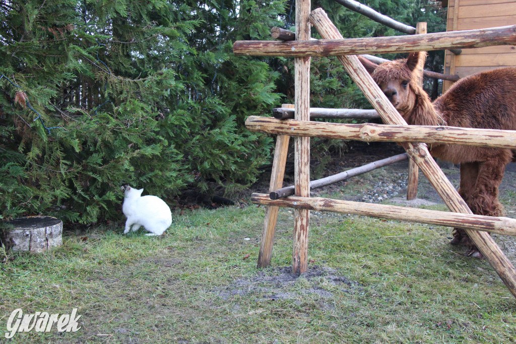 Żywa szopka w Świniowicach