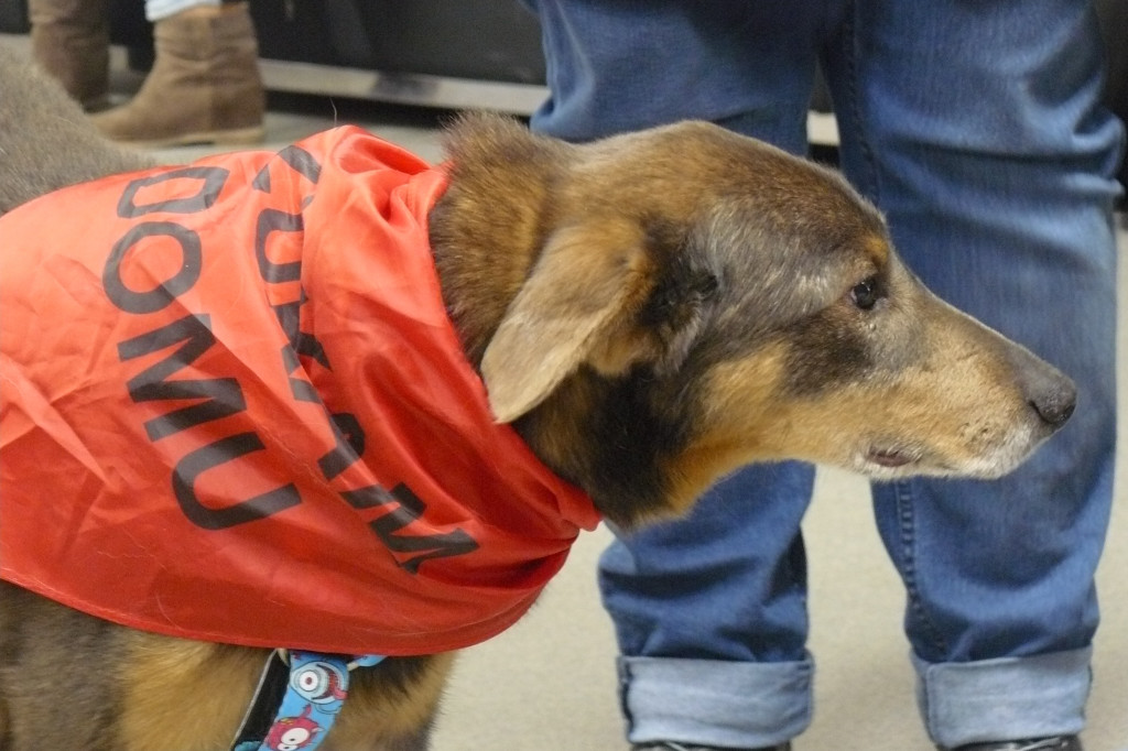 Aukcje, loteria, występy. Wszystko dla szczeniaków