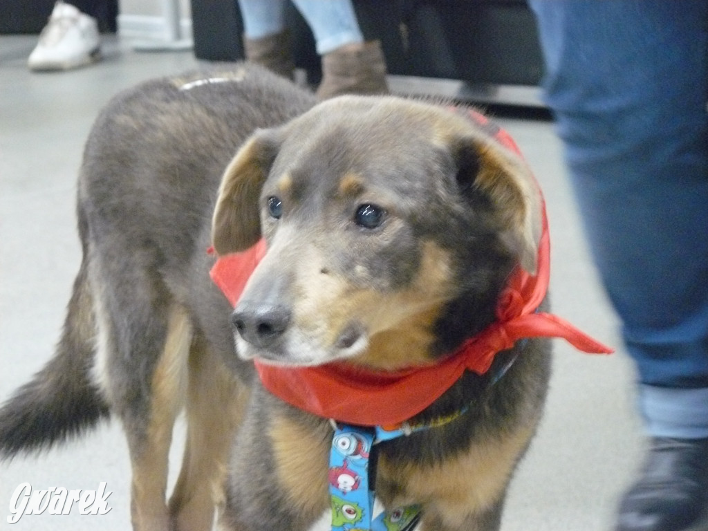 Aukcje, loteria, występy. Wszystko dla szczeniaków